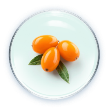 Chiết xuất mai hắc biển